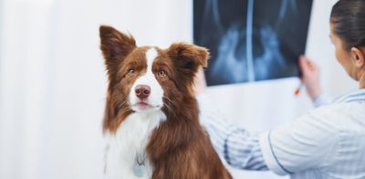 The problem with vet bills – a dog-owning economist explains