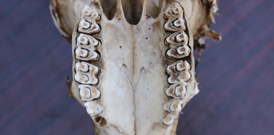 Ancient teeth reveal clues to the environment humans’ early ancestors evolved in millions of years ago