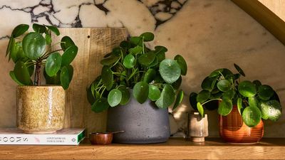 Where to Put a Chinese Money Plant in Your Home for Good Luck — Move Yours Here for a More 'Prosperous' Spring
