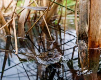 Paving is crazy: we should let our gardens grow as nature intended