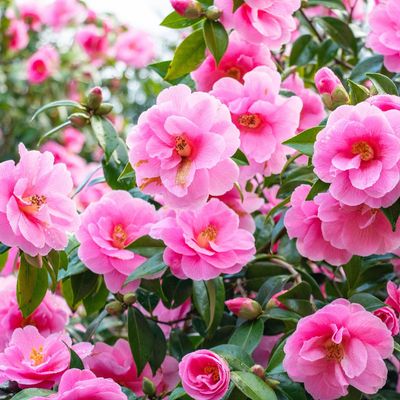 What to do with camellias in April – these simple spring jobs will keep them looking healthy during and after their final flush of flowers