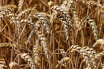 How Much Higher Can Wheat Prices Go in April?