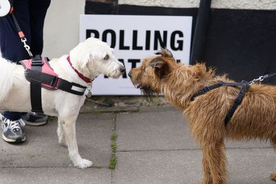 Local elections 2026: What time will be results be announced and where can I find them?