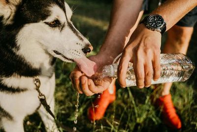 Seasonal Nutrition: Adjusting Your Pet’s Diet Throughout the Summer