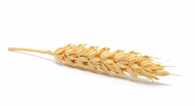 Wheat Closes Mixed on Friday