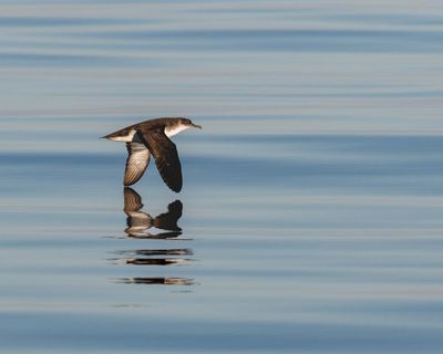 Country diary: Return of the Manx shearwaters – this island is their home