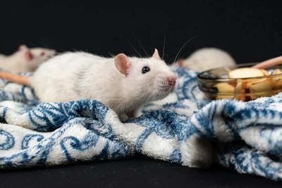 Dumbo Rats: Intelligent and Misunderstood Companion