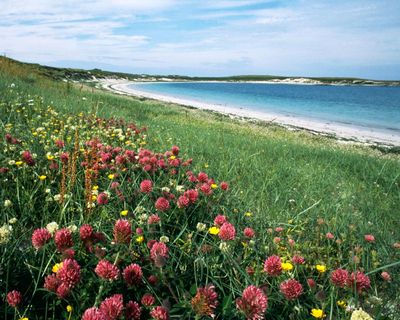 Scotland in bloom: wildflowers turn the Outer Hebrides into a Technicolor dream