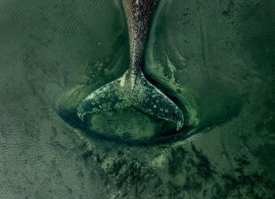 Stranded and dying, the German whale is a parable of our troubled relationship with these sea giants