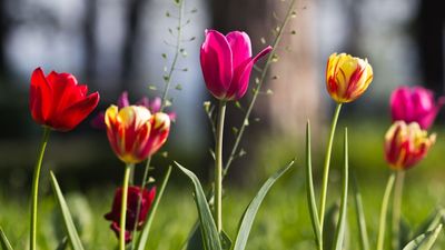 What to Do With Tulips in April for a Longer-Lasting, More Beautiful Display