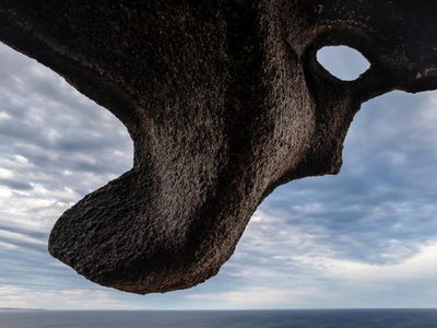 ‘I want people to see nature as a wondrous work of art’: Jon McCormack’s best phone picture