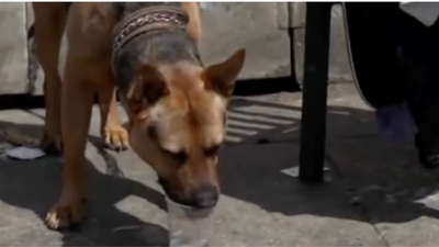 Homeless in Los Angeles Accused of Using Dogs as Live Fentanyl Detectors in Brutal 'Throwaway' Culture on Skid Row