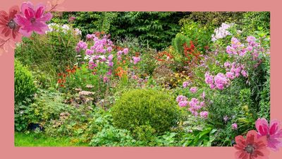 5 reasons to switch to perennials for a low-effort, high-reward thriving garden