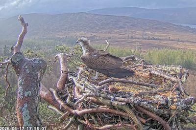 Osprey Louis returns to nest in time to woo mate away from toy boy rival