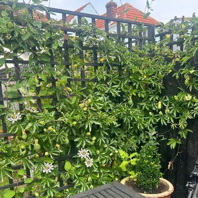 My mum always has show-stopping climbing plant displays, and this plant is the fast-growing star of her garden trellis – it's the perfect low-maintenance privacy plant