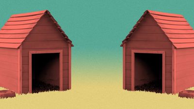 Arkansas shelters save more pets