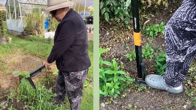 'This stand-up weeder is light and easy to use’ – a 71-year-old gardener swears by this clever tool for stubborn weeds