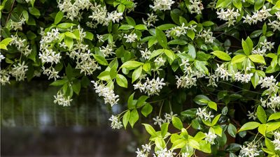 Your Star Jasmine Plant Will Smell Incredible All Summer If You Do These 5 Things In April
