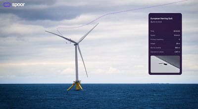 'Birds avoid turbines far more than prediction models assume': Spoor’s AI monitoring is changing how wind farms measure wildlife risk