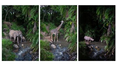 'For nocturnal creatures, there's nothing better than camera traps' — how an award-winning wildlife photographer used old secondhand DSLRs and custom camera traps to make discoveries that 'stunned' Kenya's Masai Mara rangers