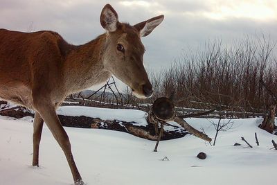 Chernobyl is too radioactive for humans – but wild animals are thriving like never before
