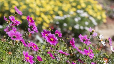 What to Do With Cosmos in April for Strong, Flower-Filled Plants All Summer