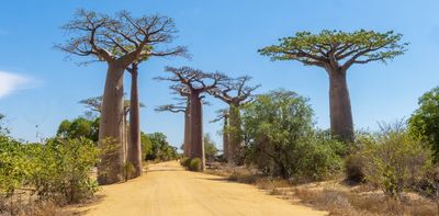 Madagascar’s ancient baobabs store 700 years of climate secrets – what they reveal