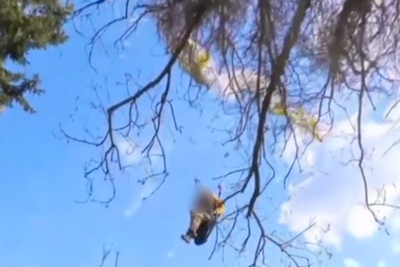 Firefighters rescuing paraglider tangled in tall tree make unlikely friend