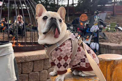 Pet owners are crossing into Tijuana as vet bills in the US climb out of reach