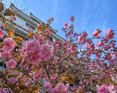 The Guardian view on Japan’s cherry blossom: when spring slips out of time