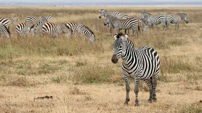 Bullied baby zebra in Georgia shocks experts by ditching herd for a 2,500-pound bodyguard