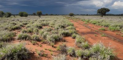 Should this plant be declared one of the worst weeds in Australia?
