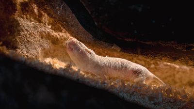 Naked mole rats wage bloody wars of succession to choose a new queen — but one colony did something scientists have never seen before