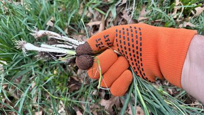 I've been using these waterproof gloves for a month in my garden — here's how they've held up