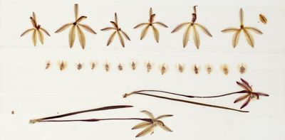 Preserved orchids show pollination has fallen 60% since the 1970s
