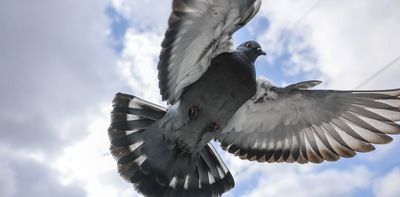 Despots, brutality and the quest for a home: The Hair of the Pigeon explores suffering and love
