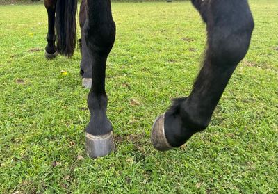 Country diary: Even in tame horses, a wildness remains