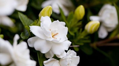This is the One Thing Your Gardenias Need in April to Guarantee Stunning Blooms All Summer Long