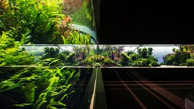 An aquatic adventure ends: Lisbon's Oceanarium to close 'Forests Underwater' exhibition