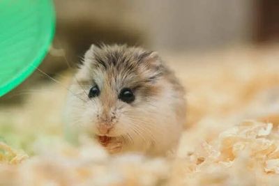 7 Things Your Hamster Does That You Should Never Ignore
