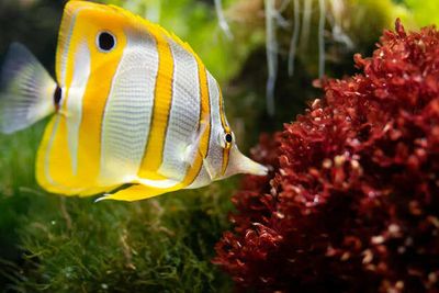 Freshwater vs Saltwater Fish: Choosing the Right Pet