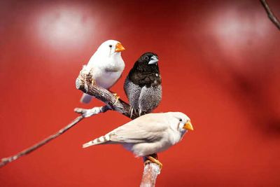 Why Birds Suddenly Disappear from Your Balcony and What It Means