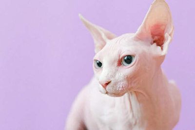 Low-Shedding Cats: Is the Sphynx Right for You ?