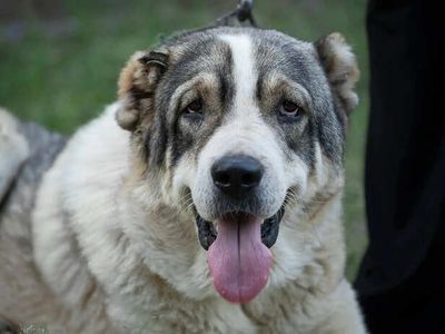 Dietary Solutions for Joint Health in Aging Pets”