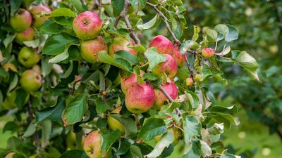 5 Easy, High-Yield Fruit Trees That Practically Take Care of Themselves – Enjoy Homegrown Harvests Without the Hassle