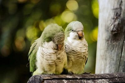Quaker Parrots: Preventing Fatty Liver Disease Through Diet