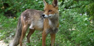 40 years on from the disaster, why there are foxes, bears and bison again around Chernobyl