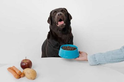Is Overfeeding Your Pet Really Okay?