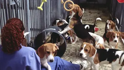 1000 people came to a Wisconsin protest to save tortured beagles, were met with rubber bullets and pepper spray