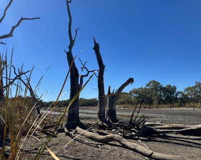 WaterNSW criticised for ‘appalling’ decision after hundreds of turtles left to die in wetlands